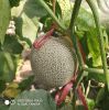 sweet melon seed