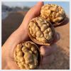  Walnut In Shell