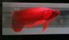 Arowana fish