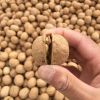  Walnut In Shell