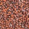 Raw Cocoa Bean