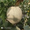 sweet melon seed