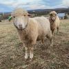 dorper and Texel Sheep