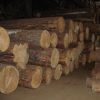 Red Oak Logs for Sale