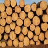 Red Oak Logs for Sale