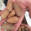 100% Pure Natural High Quality Brazil Nuts