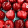 Fresh Apple Top Red Delicious / Fresh Apple for Sale