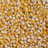 Yellow Popcorn Kernels - Best Price and Quality / Yellow