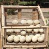 Ostrich Eggs, Fertile Eggs, Ostrich Chicks, Ostrich Birds, Birds, Variety of Birds