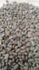 Organic arabica coffee...