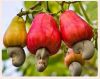 Selling best Organic Processed Cashew Nuts