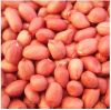 Best Selling Peanut, Ground nut