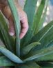 Aloevera,Organic Foods...