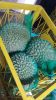Frozen Durian Fruit an...