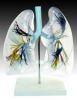 transparent lung segme...