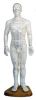 Acupuncture model