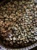 Muhak Trading - VIETNAM DRIED PREMIUM CASHEW NUTS