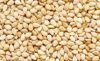 Sesame Seeds 