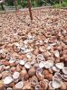 indonesia white copra