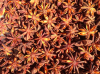 Star Anise