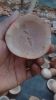 Dry Copra ( White Copra )
