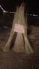Palm Ekel Brooms