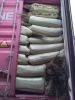 Palm Ekel Brooms