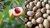 Nutmeg from Sulawesi