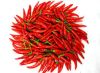 red chilli
