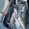 Frozen Tilapia Fish Wh...