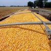Yellow Corn (Maize) | ...