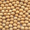Bulk soybeans for export
