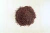 Quinoa seeds for export