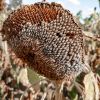 Bulk sunflower seeds supplier
