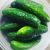 Fresh Cucumber
