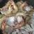 Frozen Penaeus Vannamei Shrimp and Prawn OEM Head