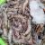Frozen Penaeus Vannamei Shrimp and Prawn OEM Head