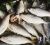 Hilsa fish