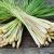 VIET NAM CITRONELLA/ LEMON GRASS