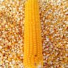 Yellow Corn (Maize) | ...