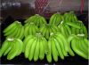 Fresh Cavendish Banana From Vietnam - High Quality, Stable Supply, Competitive Price (HuuNghi Fruit)