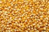 Export of cereals, legumes, oilseeds from Russia.