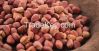 Kola nut