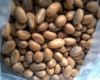 Bitter kola nut for export
