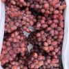 Fresh seedless grapes ...