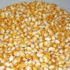 Yellow corn for animal...