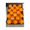 Low Best Price For Fresh Orange Fruit Wholesale