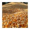 Yellow Corn (Maize) | ...