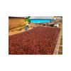 raw cocoa beans, bulk ...