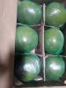 Fresh Pomelo | Bulk Su...